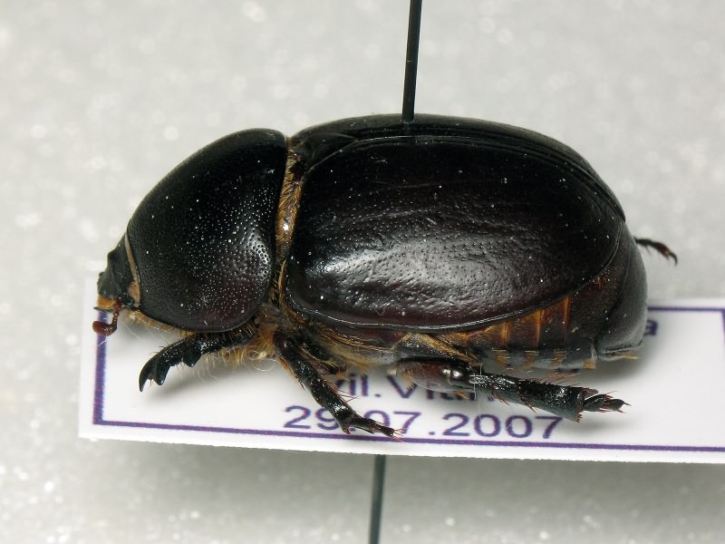 Pentodon idiota